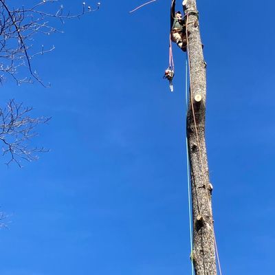 Avatar for Martinez tree service