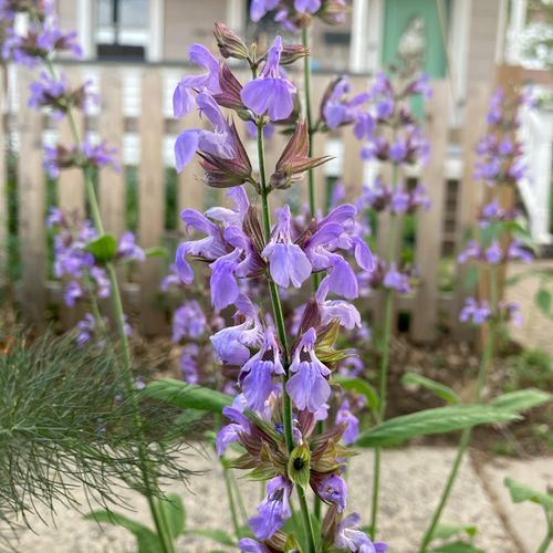 Flowering sage in a Sleepy Hollow sidewalk garden