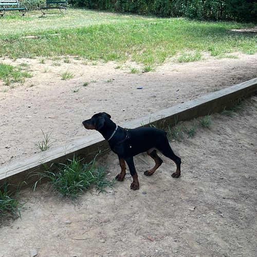 I started training with xolo (my 6 month doberman)
