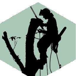Avatar for Mike's Pruning & Tree Care LLC. CCB#209478