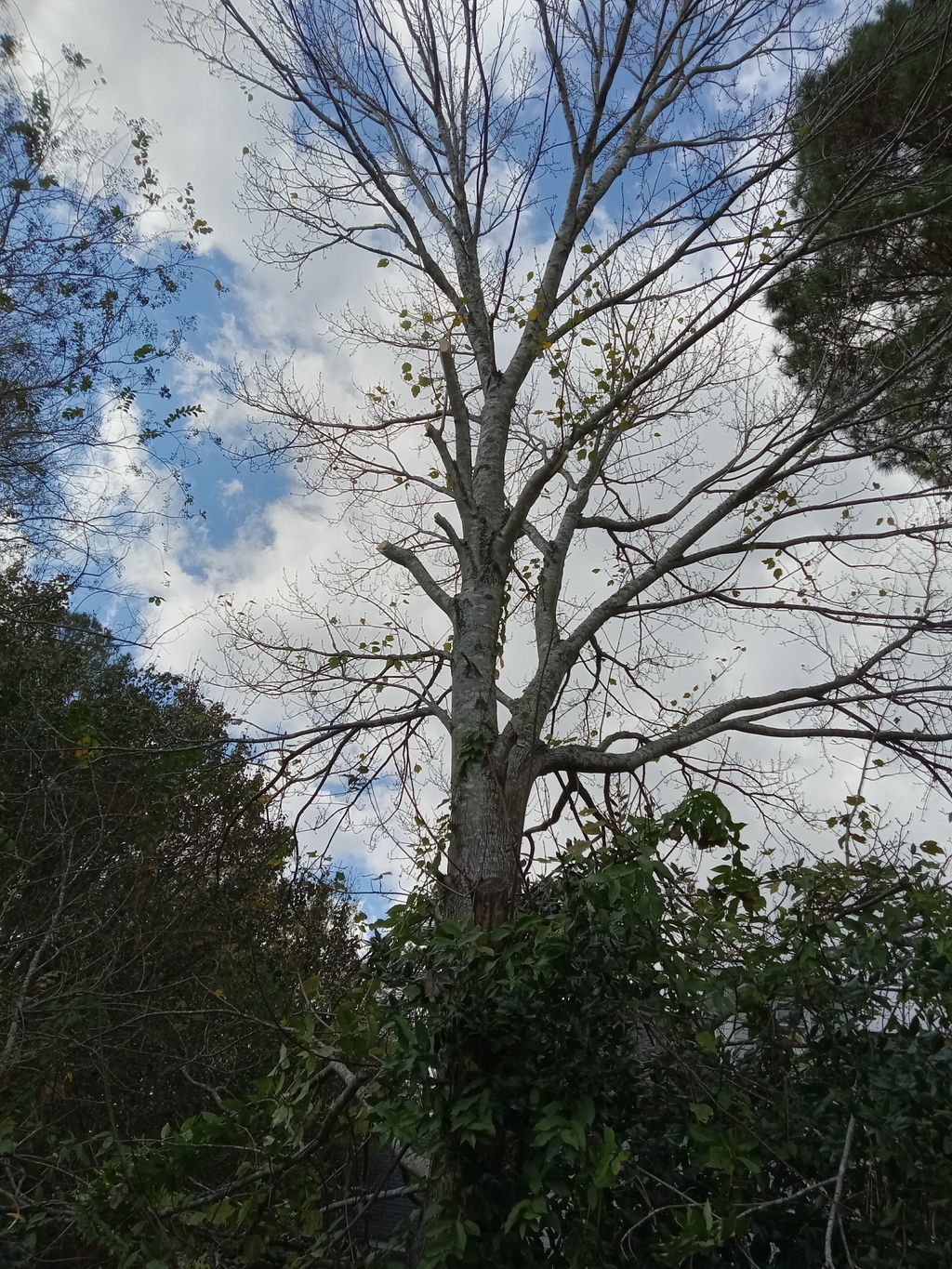 Tree-pruning