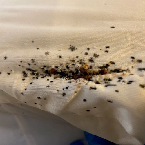 Bed bug fecal matter , Bed bug eggs and live bed b