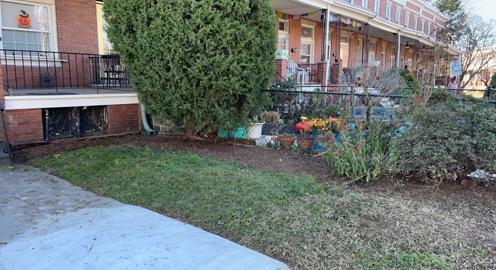 Ripped up ivy, laid fresh mulch