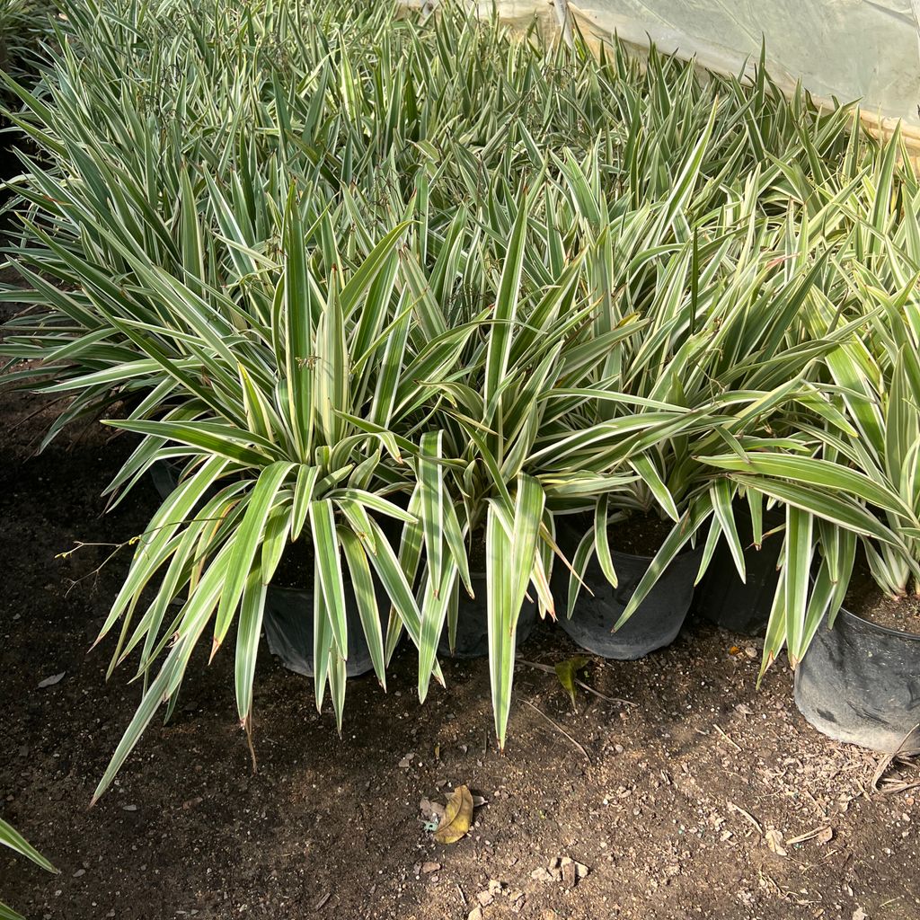 Giddings landscaping