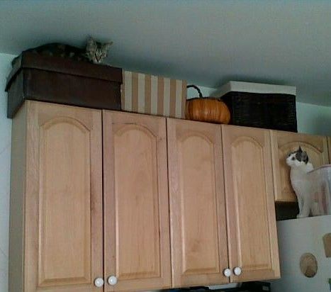 Cat approved organized overhead storage area.