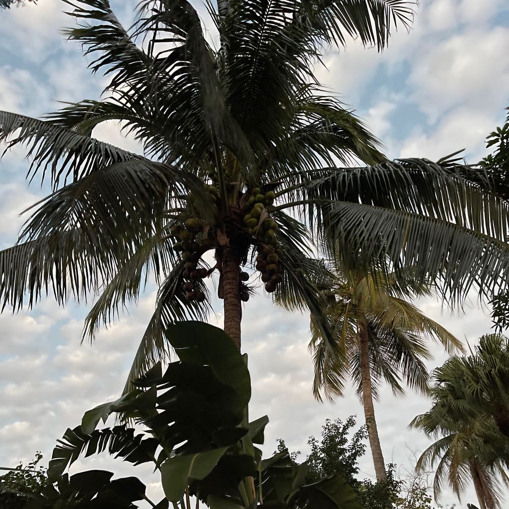 redbird tree services and property maintenance