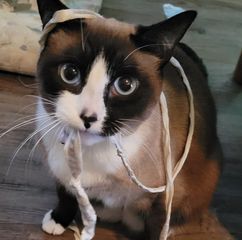 pro avatar