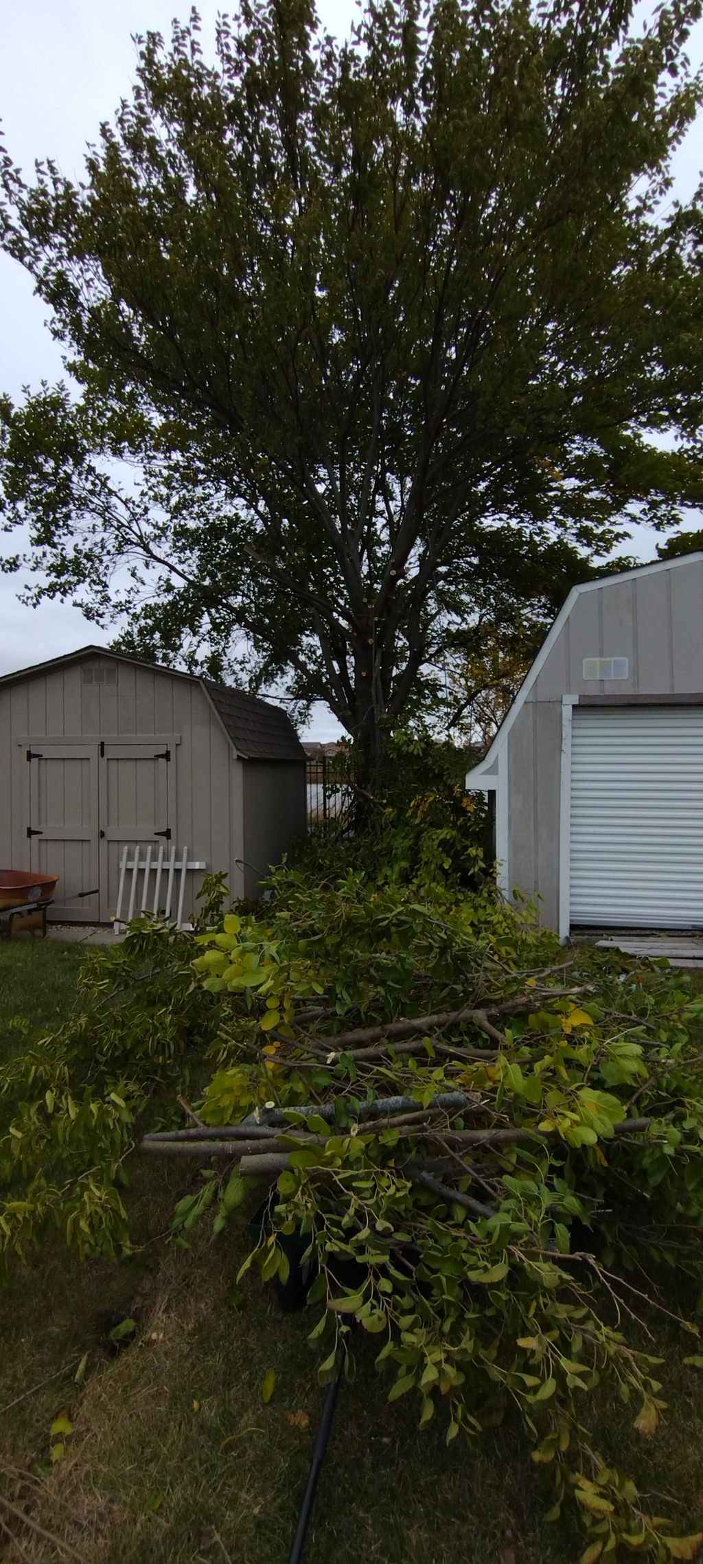 2 trees between two sheds