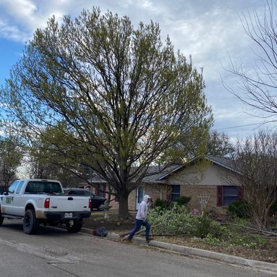 Avatar for Quality Tree Service Dfw