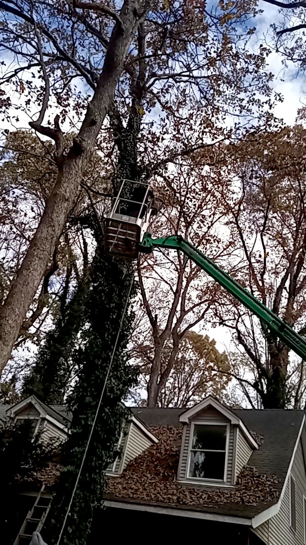 Tree cutting 