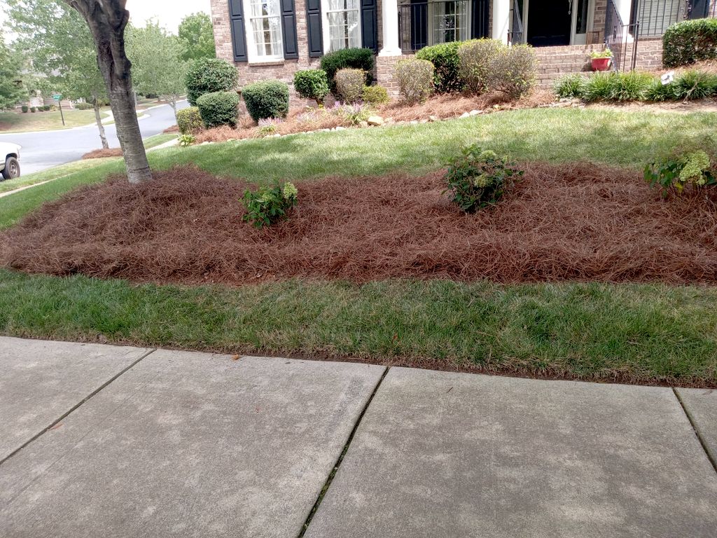 long leaf pine needles 