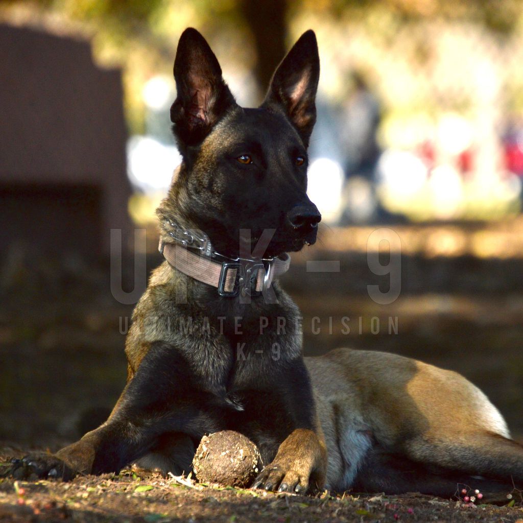 precision k9 training cost