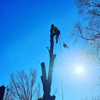 Avatar for Legion Hills Tree services LLc