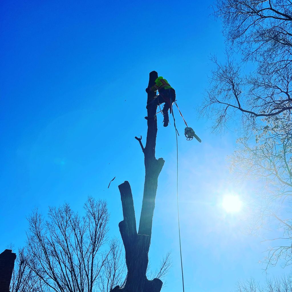 Legion Hills Tree services LLc