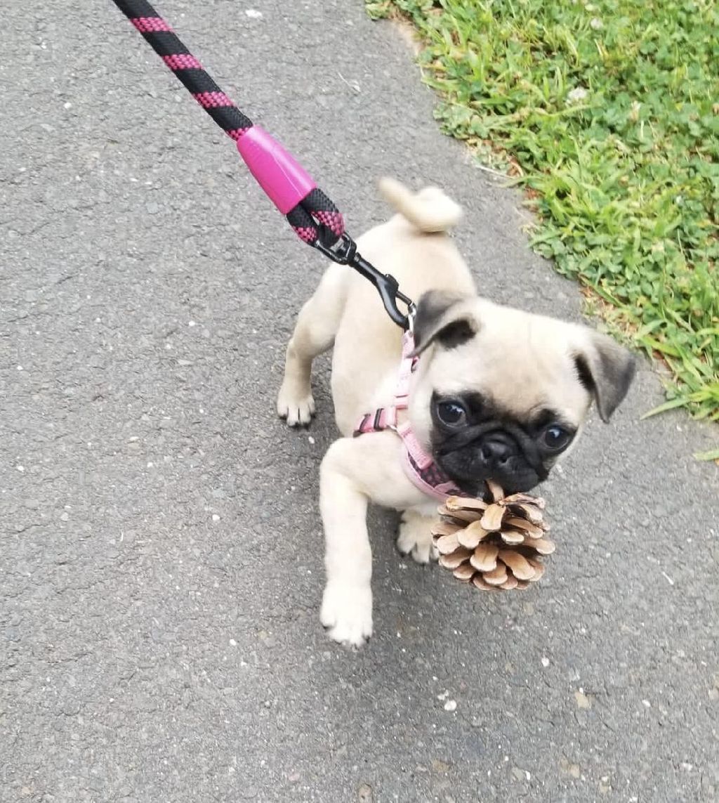 Lexi does enjoy walking