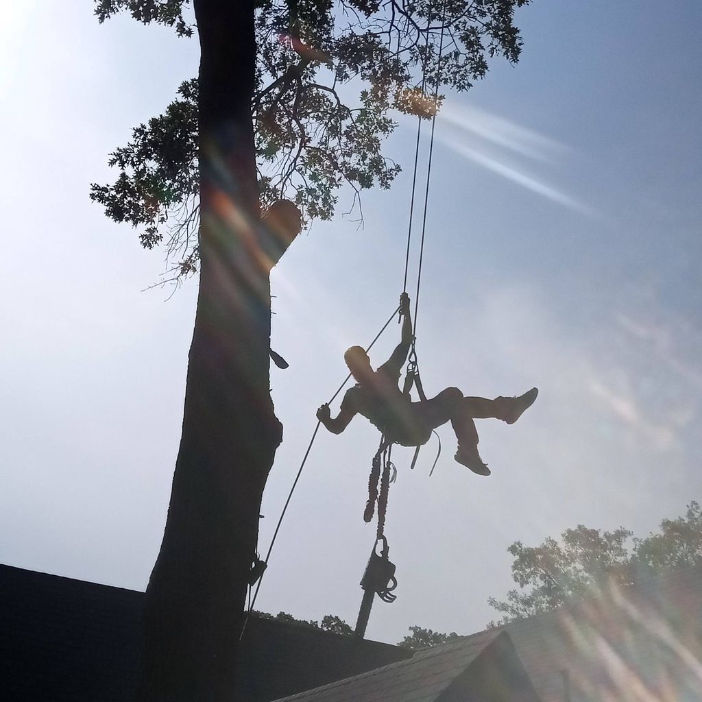 RC TREE REMOVALS