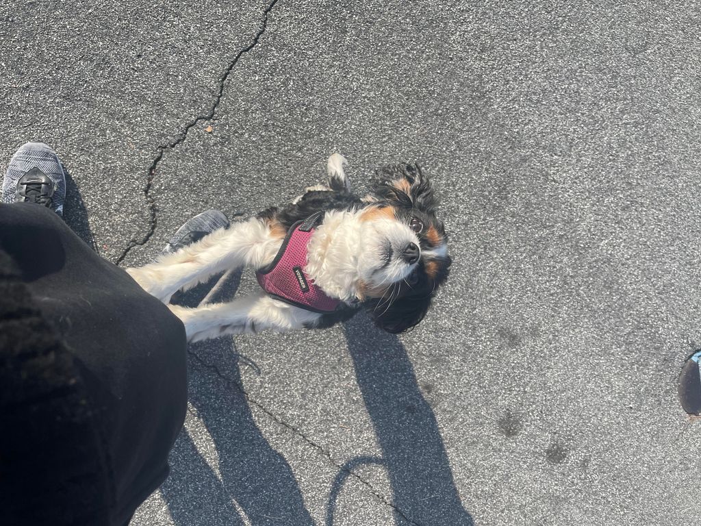 Another fun walk