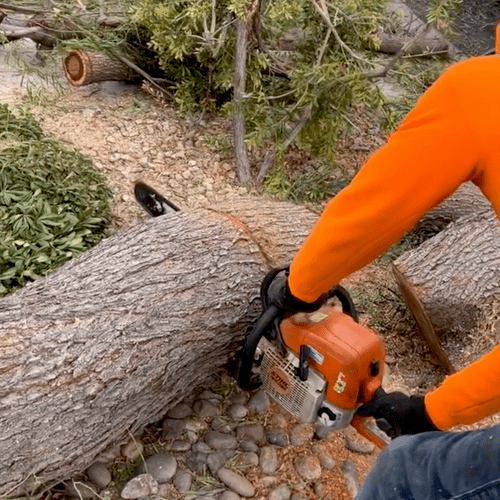 Tree Stump Grinding and Removal