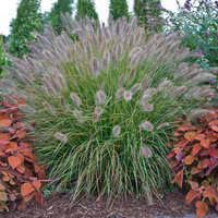 Ornamental grasses.