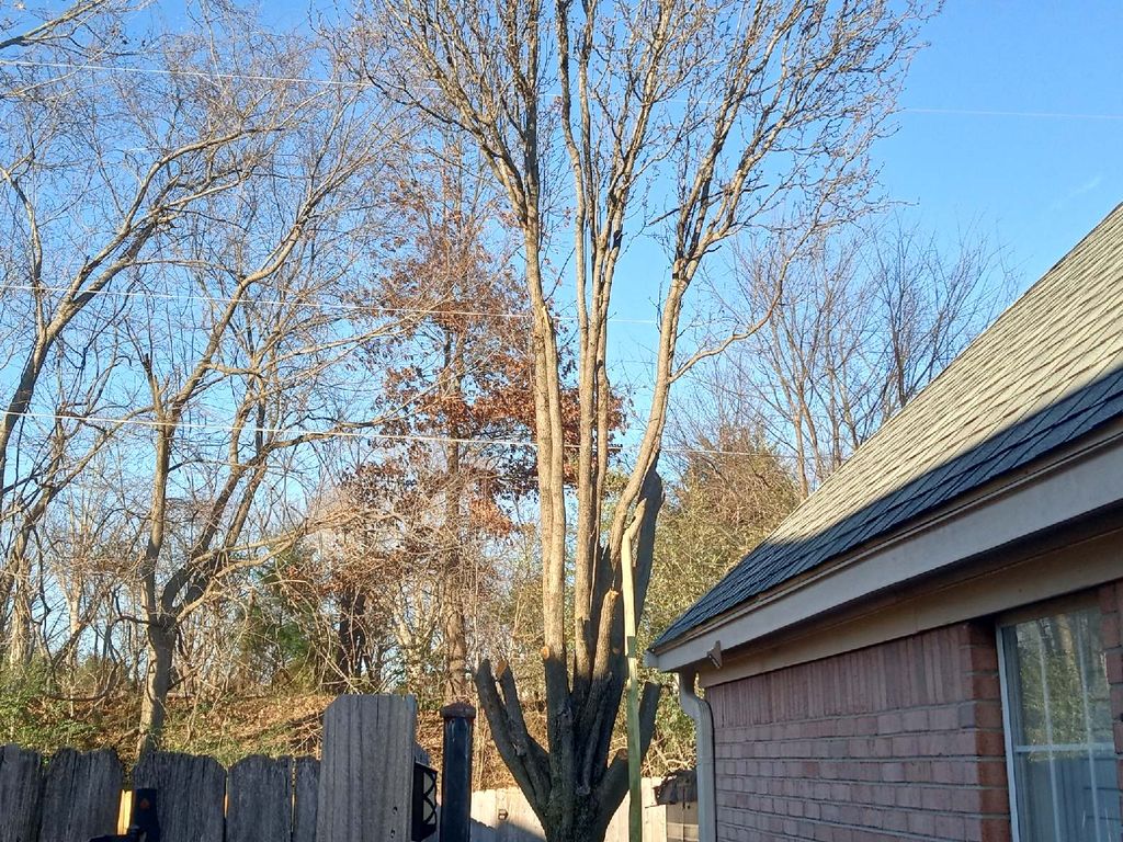 Tree Trimming and Removal