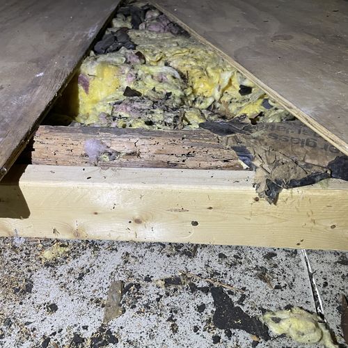 Attic wood rot/insect damage