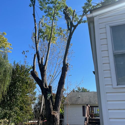 Tree Trimming and Removal