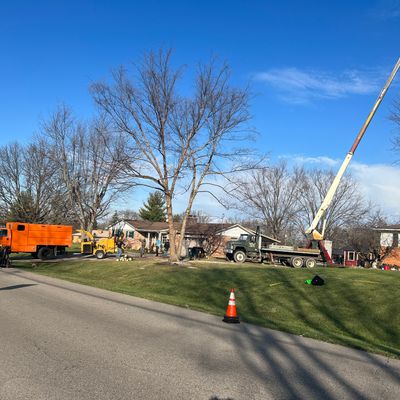 Avatar for Cincinnati Arbor Services