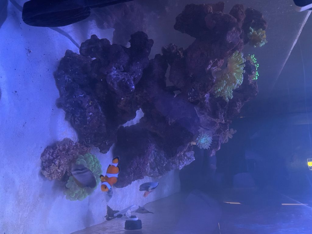 Fish Ninjas did a great job with my large coral sa