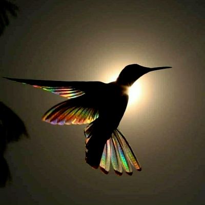 Avatar for The Home Hummingbird