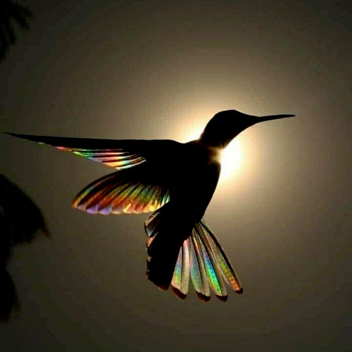 The Home Hummingbird