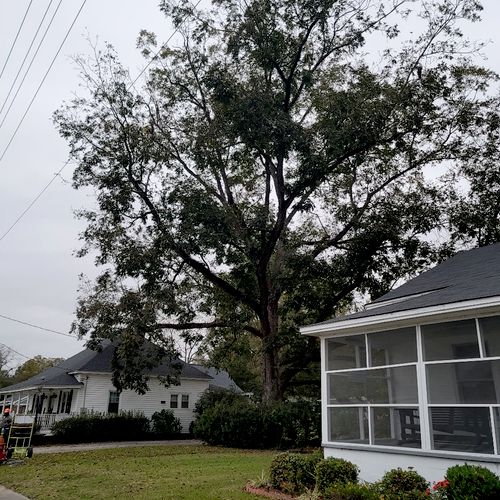 Tree Trimming and Removal