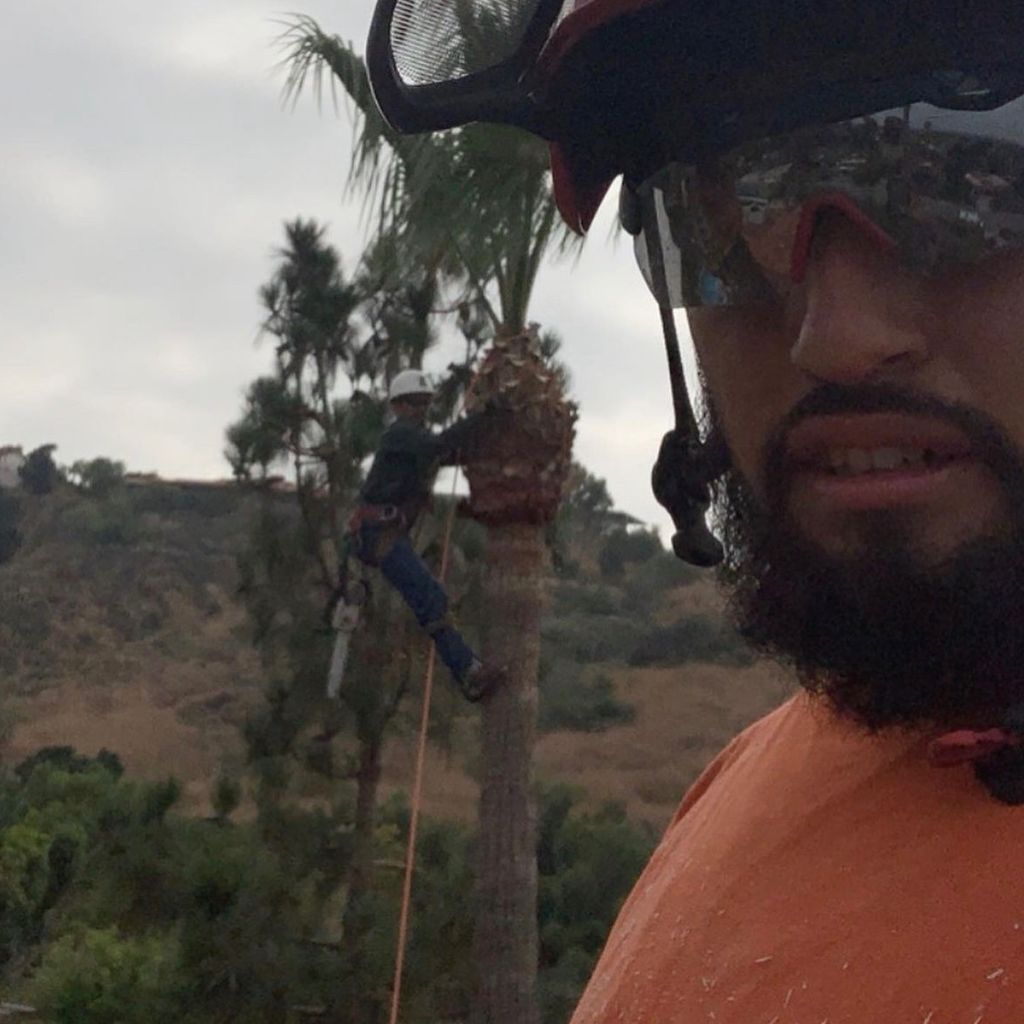 D.L.S Tree Care