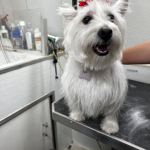 After groom 