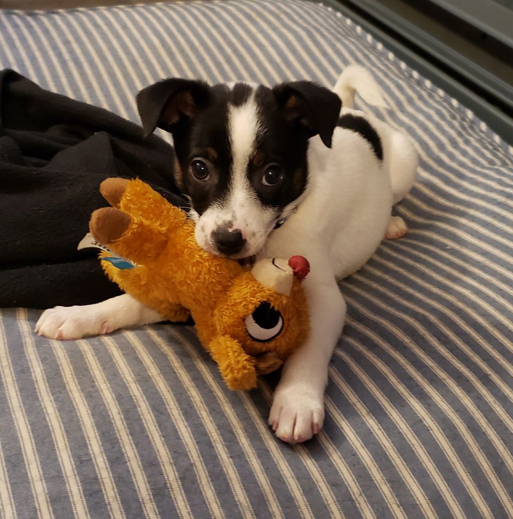 Puppy Training All Breeds