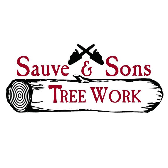 Tree Cutting Notches l Tree Removal, Trimming & Cutting Service l Bellevue,  Bothell & Snohomish