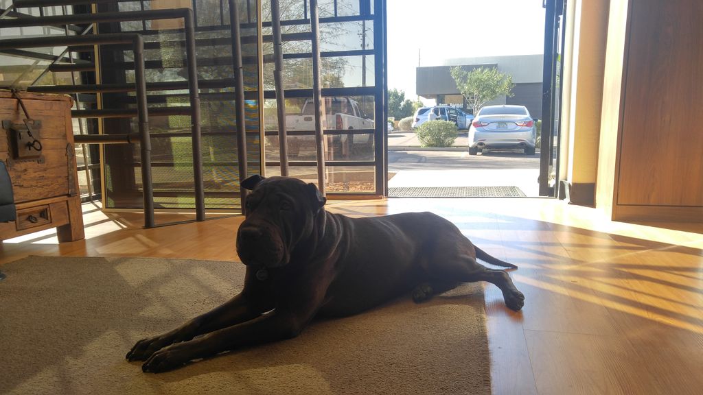 Shop dog Chui