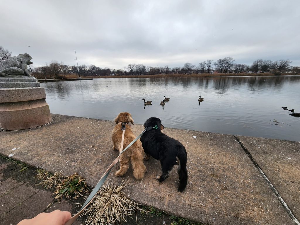 My 2 puppies stayed there for 2 weeks over Christm