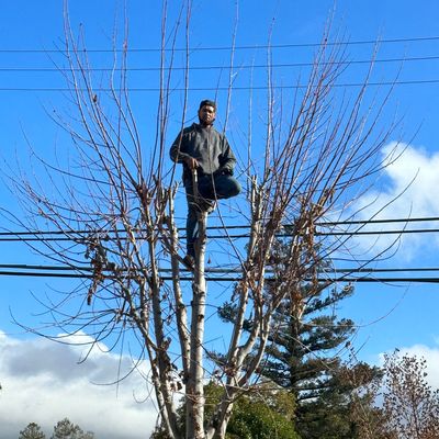 Avatar for Gutiérrez moderm landscaping