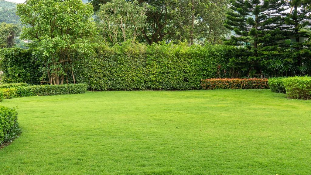 The grass everyone wants!