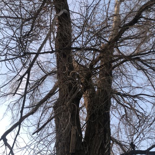 Tree Trimming and Removal