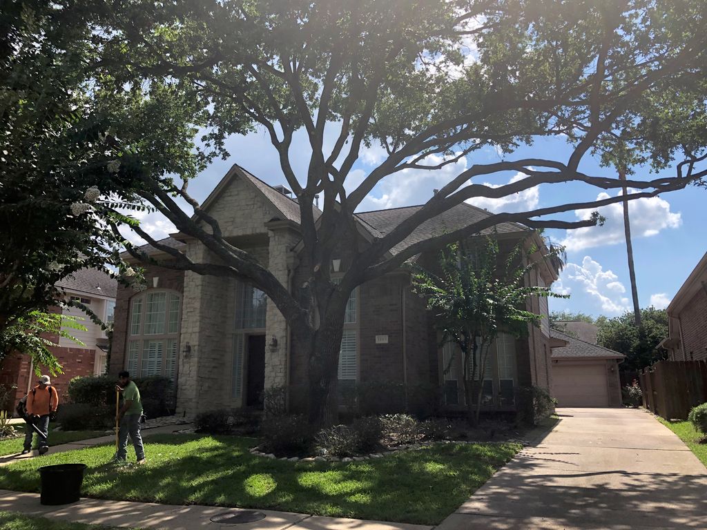 Just another live oak trimming. 