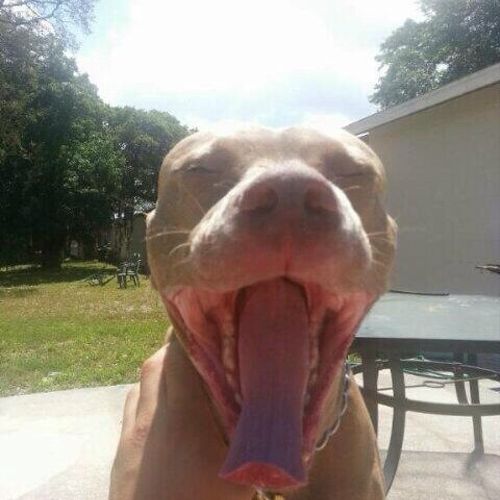 Awesome awesome awesome! My pitbull Dream is painf