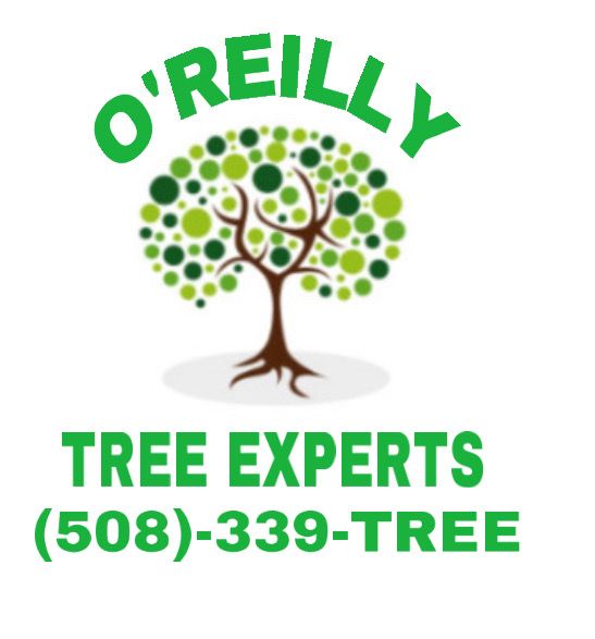 O'Reilly Tree Experts Trees R Us