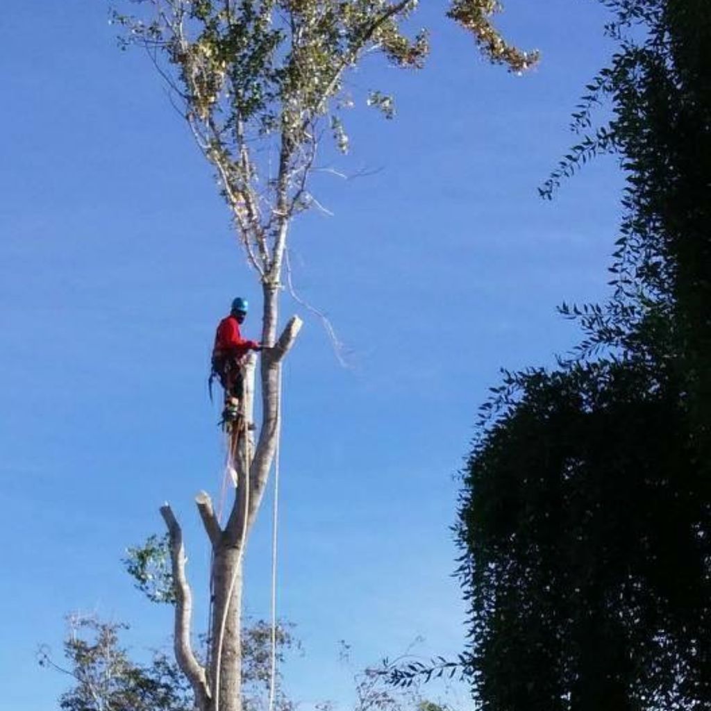 George's Tree Service, Inc.