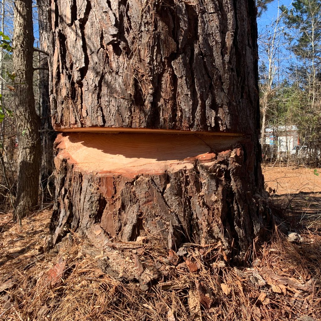 DnD tree service