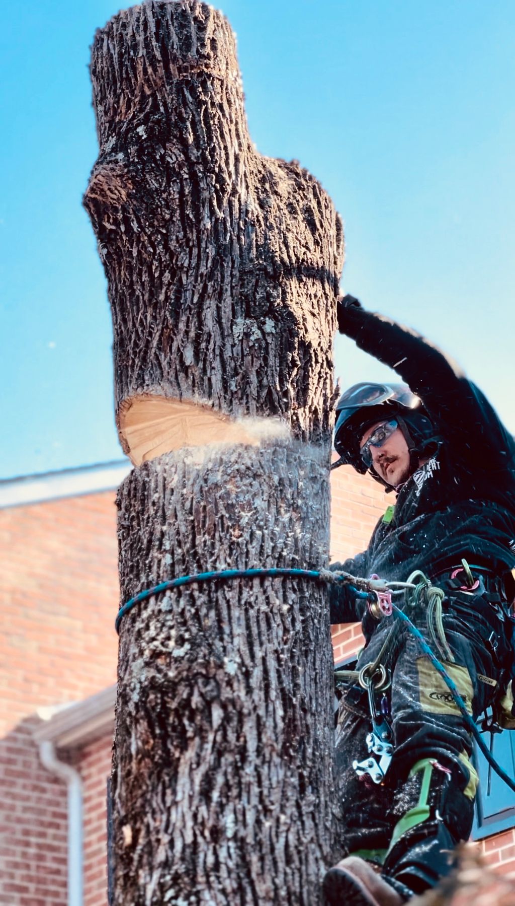 Tree Trimming and Removal