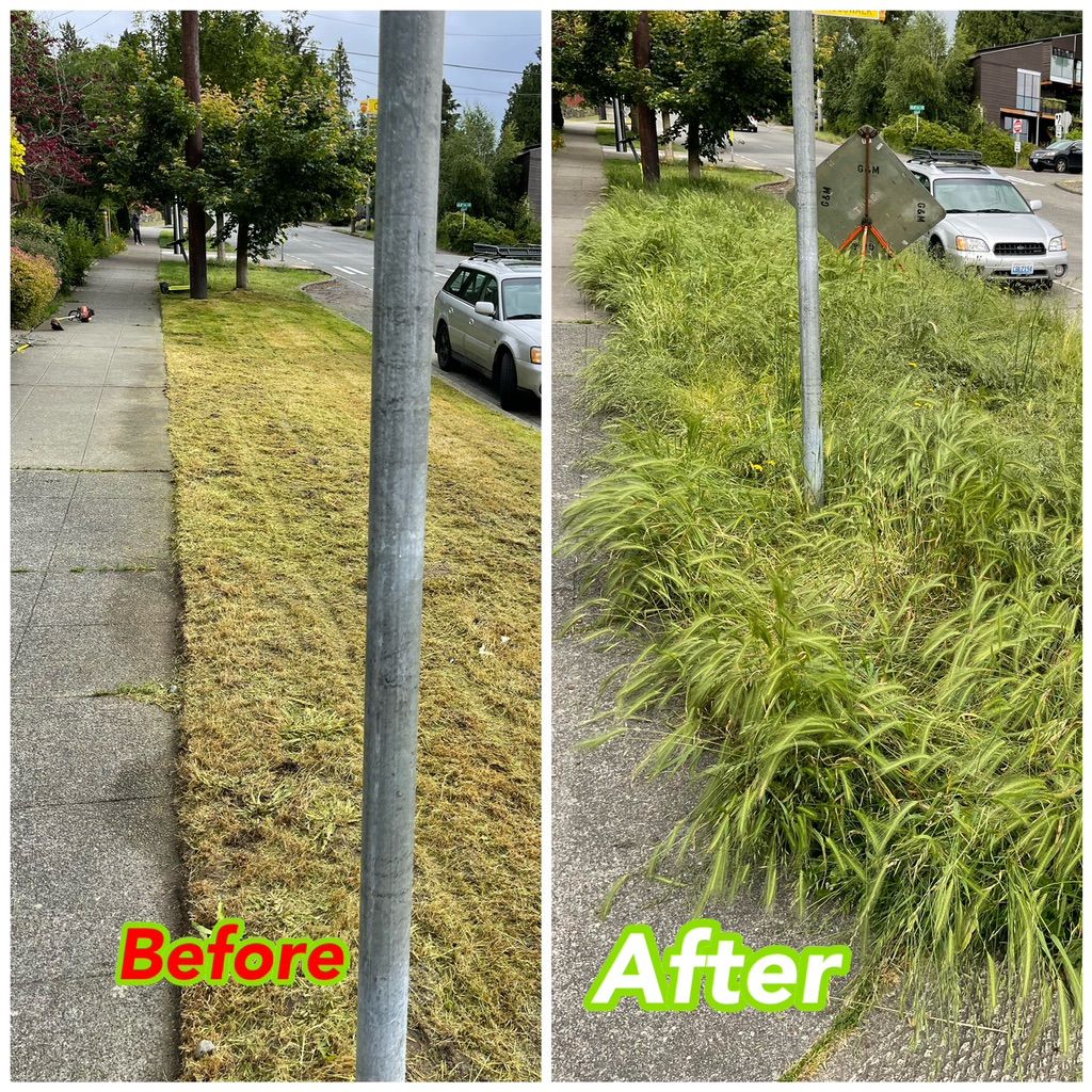 Overgrown grass!