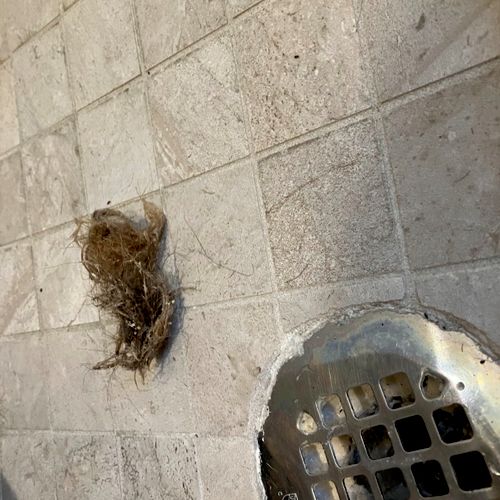 Hair ball removed from shower drain