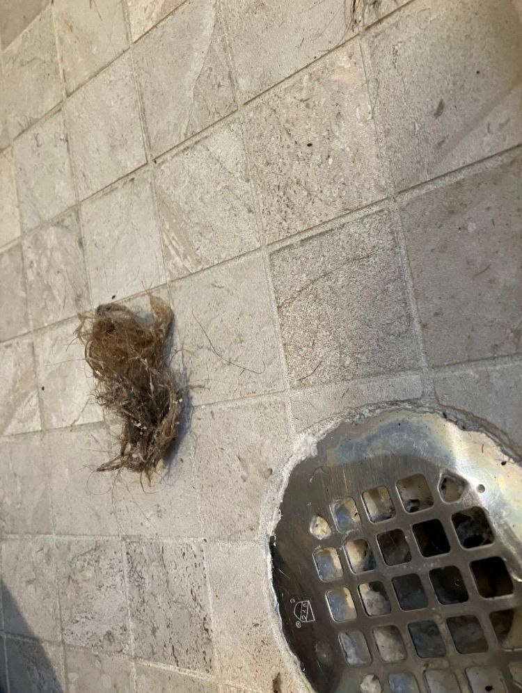 Hair ball removed from shower drain