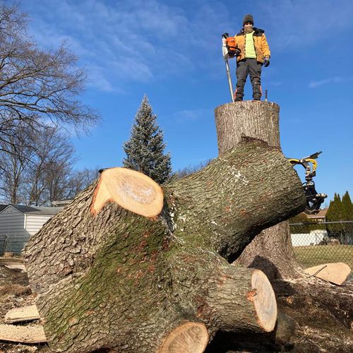 Tree Service <Arborists >Green leaves L.T.C<